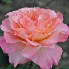 Схема вышивки «Заря»