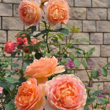 Схема вышивки «Розовый фонтан»