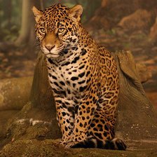 Схема вышивки «Леопард»