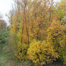 Схема вышивки «золотая осень»