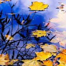 Схема вышивки «осенний пейзаж»