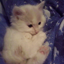 Моя маленькая кошка