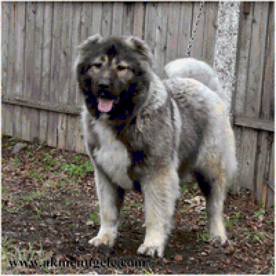 Кавказец - собака - предпросмотр