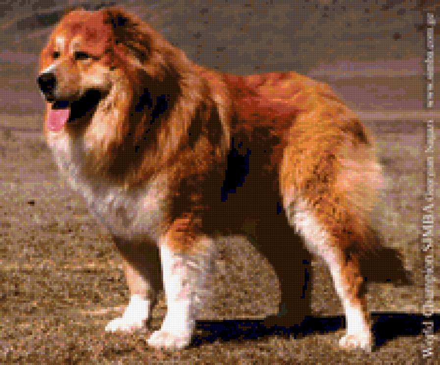 симба - собака - предпросмотр