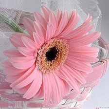 Схема вышивки «Розовая гербера»