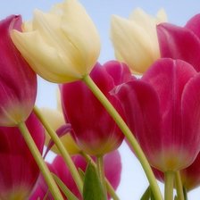 Схема вышивки «Тюльпаны»