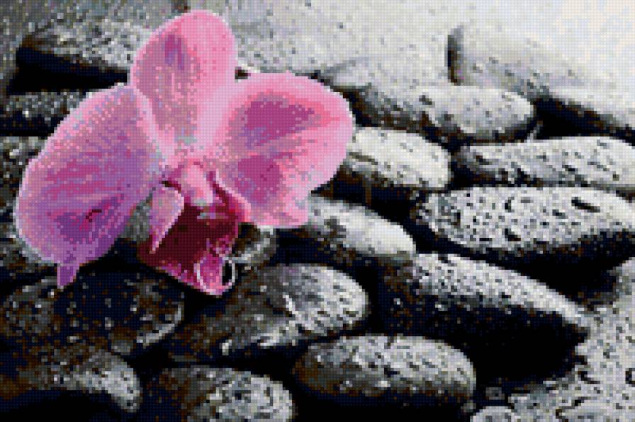 Орхидея на камнях - цветы - предпросмотр