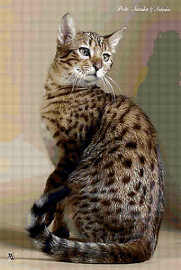 Кошечка - кошка.животные.картина - предпросмотр