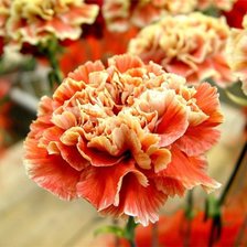 Схема вышивки «гвоздики»