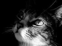 Схема вышивки «кошка»