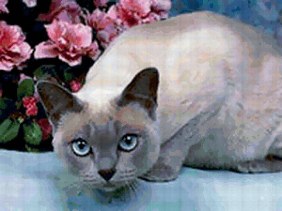 кошка в цветах - цветы, кошка - предпросмотр
