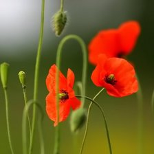 Схема вышивки «Маки»