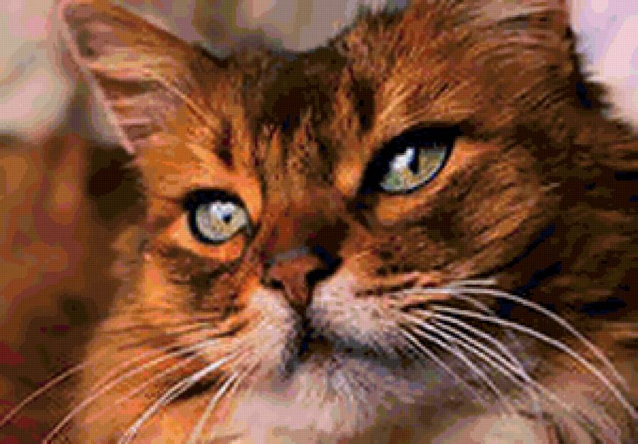 рыжик - кот, кошка, кошки - предпросмотр