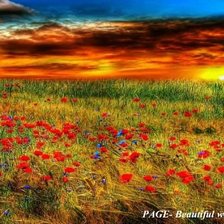 Схема вышивки «маковое поле»