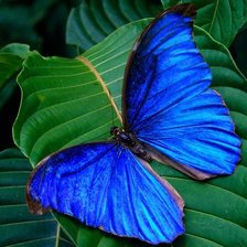 Схема вышивки «бабочка1»