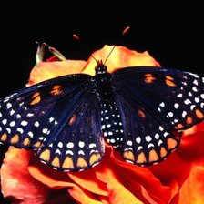 Схема вышивки «бабочка2»