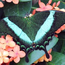 Схема вышивки «бабочка3»