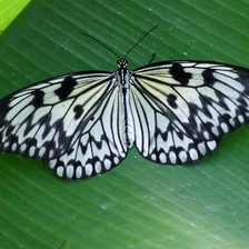 Схема вышивки «бабочка5»