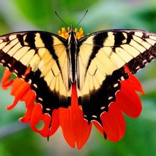 Схема вышивки «бабочка6»