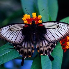 Схема вышивки «бабочка7»