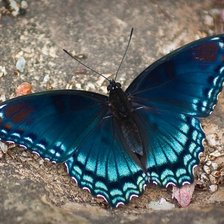 Схема вышивки «бабочка9»