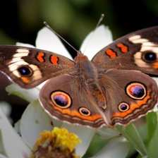 Схема вышивки «бабочка11»