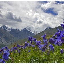 Схема вышивки «№82797»