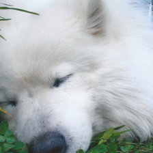 Схема вышивки «Мусик»