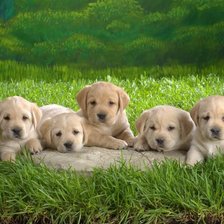 Схема вышивки «dogs»