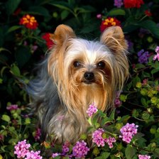 Схема вышивки «№82906»