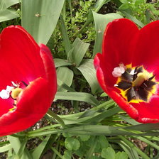 Схема вышивки «Тюльпаны»