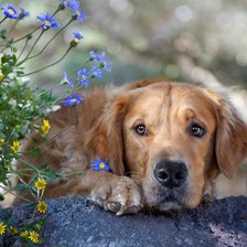 Схема вышивки «№82916»