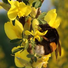 Схема вышивки «Шмель»