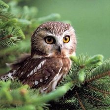 Схема вышивки «Совушка»