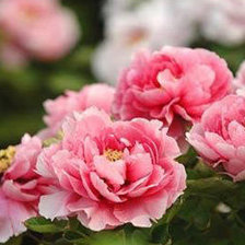 Пионы Ляояна