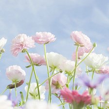 Схема вышивки «Цветы»