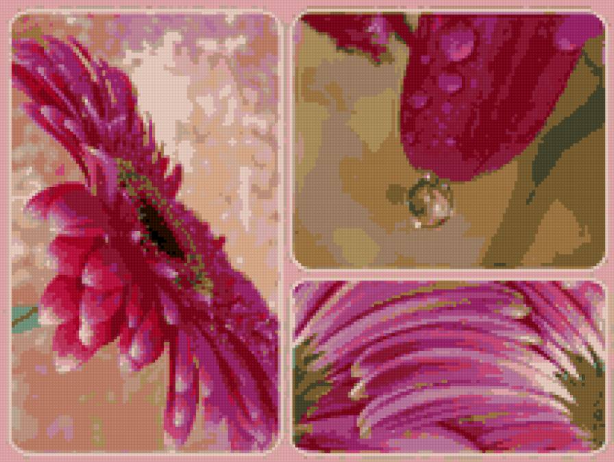 Герберы - цветы - предпросмотр