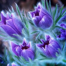 Схема вышивки «Сон трава»