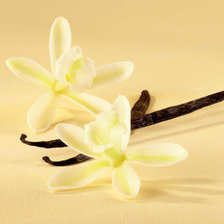 Схема вышивки «ваниль»