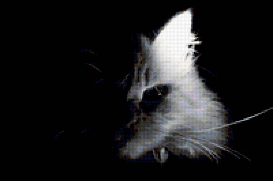 котик - животные - предпросмотр