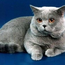 Схема вышивки «Британец»