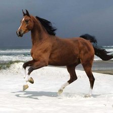 Схема вышивки «жеребец»