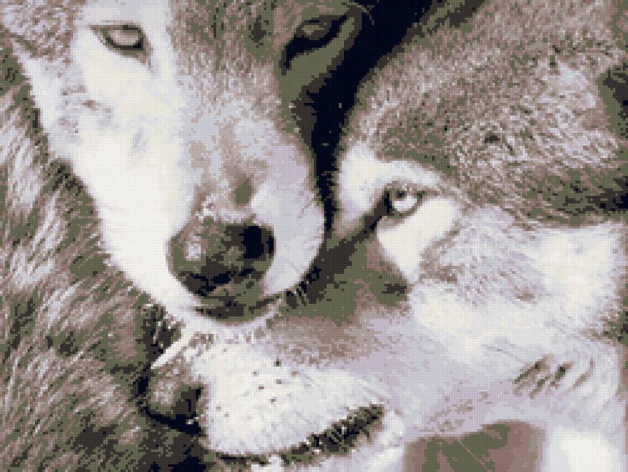 Пара волков - животные, волк - предпросмотр