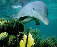 Схема вышивки «№83295»