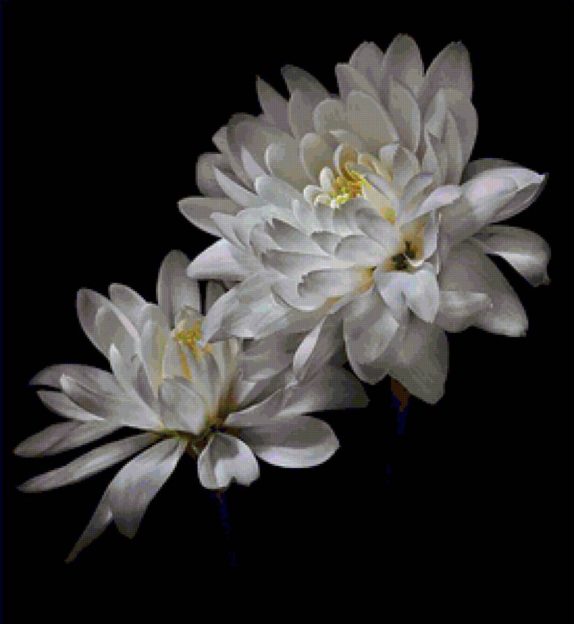 №83407 - цветы - предпросмотр