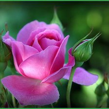 Схема вышивки «№83423»