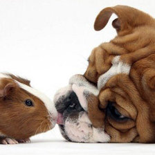 Схема вышивки «знакомство»