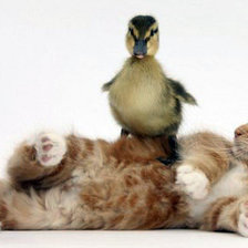 Схема вышивки «дружба»