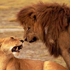 Схема вышивки «Львы»