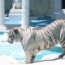 Схема вышивки «белий тирг»